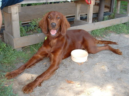 Irish Red Setter unsere Elli mit 8 Mon.