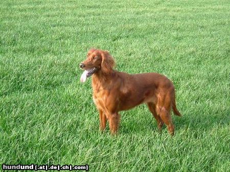 Irish Red Setter Hunde Foto 45401 in höherer Auflösung ansehen Irish Red Setter Franka von der Haarmühle