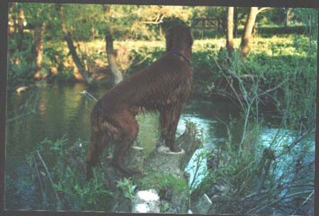 Irish Red Setter Hunde Foto 494 Irish Red Setter Joker