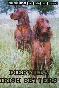 Irish Red Setter Hunde Foto 4817 Irish Red Setter Allodee Cinammon's and Rabala od Zagrebacke Gore. More photos you can find on our web-page.
