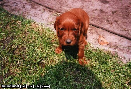 Irish Red Setter Franka von der Haarmühle