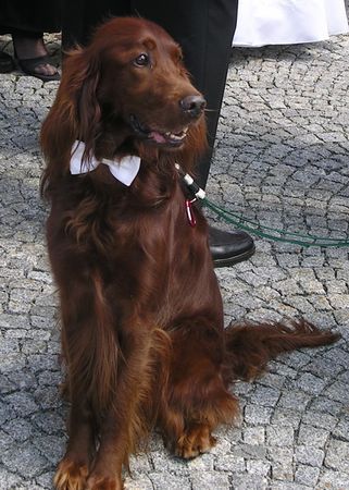 Irish Red Setter Hunde Foto 43426 in höherer Auflösung ansehen Irish Red Setter Hochzeit