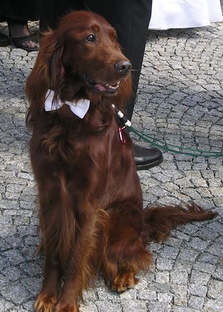 Irish Red Setter Hochzeit