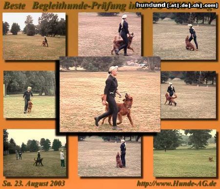 Irish Red Setter Hunde Foto 6982 Irish Red Setter Mein Setter liebt Obidience und tanzen...