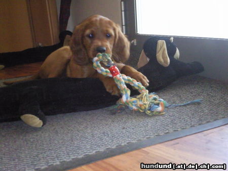 Irish Red Setter