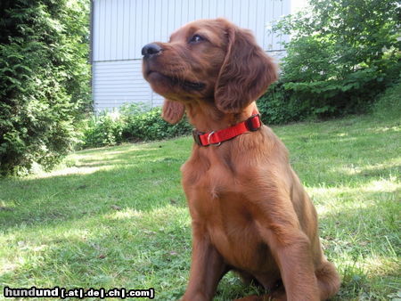 Irish Red Setter Alice 10 Wochen