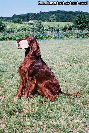 Irish Red Setter Hunde Foto 2947 Irish Red Setter Harry vom Franzosenkeller beim Apportieren
