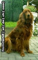 Irish Red Setter Hunde Foto 24947 in höherer Auflösung ansehen Irish Red Setter Ariella vom Talismann