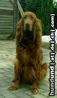 Irish Red Setter Hunde Foto 24948 in höherer Auflösung ansehen Irish Red Setter Ariella vom Talismann