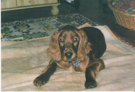 Irish Red Setter Hunde Foto 28037 Irish Red Setter Unser Alan mit 14 Wochen
