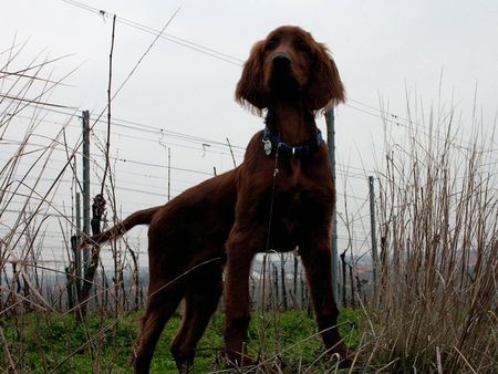 Irish Red Setter Hunde Foto 28122 Irish Red Setter Ich seh alles,Alan mit 4 Monaten