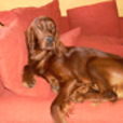 Irish Red Setter Joe in seiner vollen Pracht