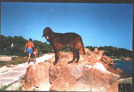 Irish Red Setter Hunde Foto 495 Irish Red Setter Joker