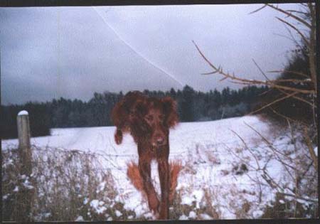 Irish Red Setter Hunde Foto 496 Irish Red Setter Joker
