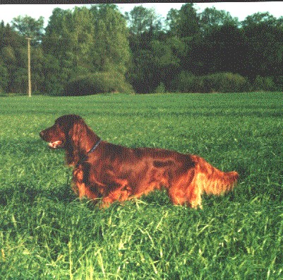 Irish Red Setter Hunde Foto 497 Irish Red Setter Joker