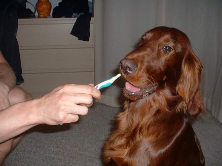 Irish Red Setter zähne putzen ist echt wichtig und lecker