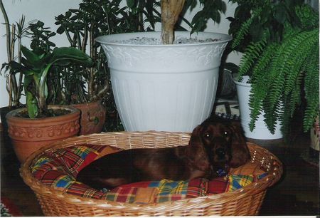 Irish Red Setter Hunde Foto 27467 Irish Red Setter Das ist mein Körbchen