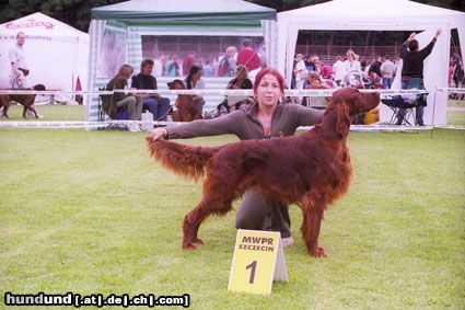 Irish Red Setter Hunde Foto 4818 Irish Red Setter Junior PL Champion ALLODEE Cinammon's - available as stud for quality bitches