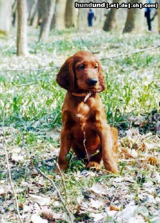 Irish Red Setter Hunde Foto 4910 Irish Red Setter Allodee Cinammons, ages 3 months