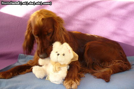 Irish Red Setter jeder braucht ein Freund zum anlehnen!   Aika (3 Jahre)