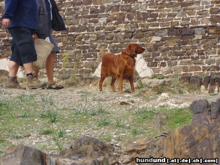 Irish Red Setter Hunde Foto 10715 Irish Red Setter in der ferien