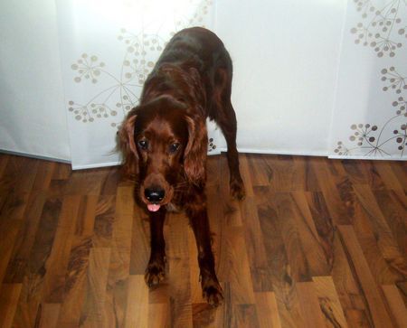 Irish Red Setter Aaron(10monate)„Bäh, ich komme nicht“