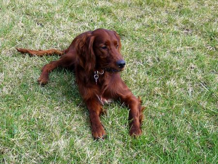 Irish Red Setter Aaron (10Monate) „Ja wär kommt den da zu Besuch“