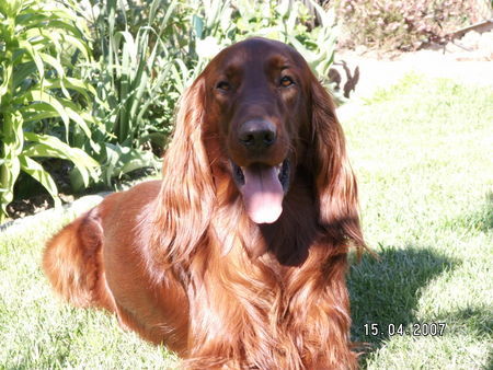 Irish Red Setter Unser Alan mit 19 Mon. in der Frühlingssonne