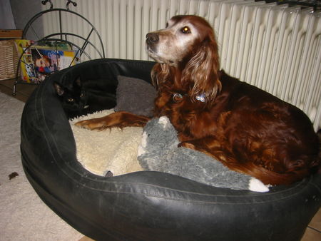 Irish Red Setter Lady und Paul 