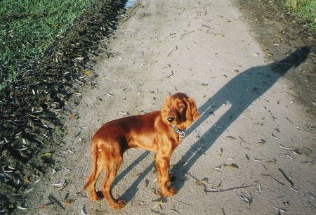 Irish Red Setter Hunde Foto 27468 Irish Red Setter Unser Alan in der Wintersonne