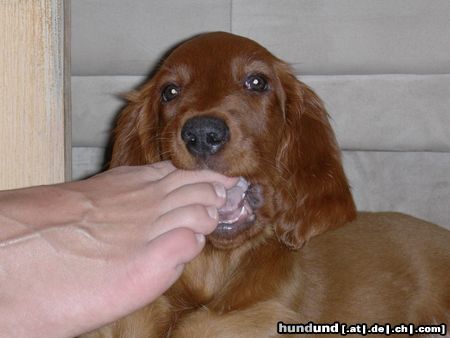 Irish Red Setter Hunde Foto 12319 Irish Red Setter Hmm, lecker. Balouna probiert alles...