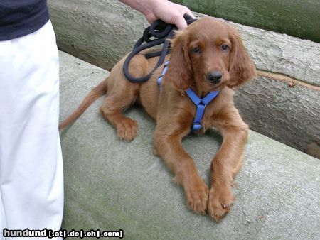 Irish Red Setter Hunde Foto 12318 Irish Red Setter