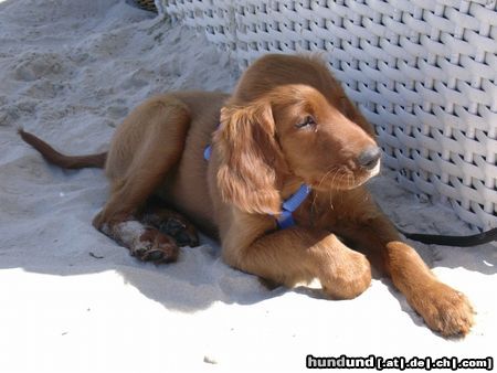 Irish Red Setter Hunde Foto 12286 Irish Red Setter Balouna auf Rügen