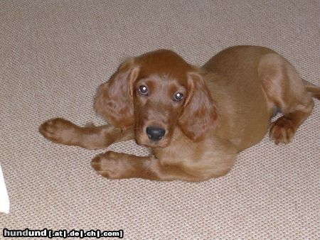 Irish Red Setter Hunde Foto 12408 Irish Red Setter Balouna mit 11 Wochen