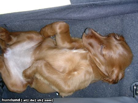 Irish Red Setter Hunde Foto 12409 Irish Red Setter Balouna am schlafen im Auto