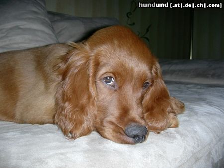 Irish Red Setter Hunde Foto 12407 Irish Red Setter sweet Balouna
