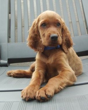 Irish Red Setter heut bin ich 8 wochen jung