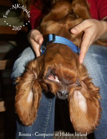 Irish Red Setter Die Welt mal auf den Kopf gestellt