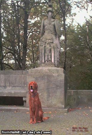 Irish Red Setter Hunde Foto 7077 Irish Red Setter San Diego vorm Denkmal