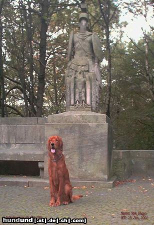 Irish Red Setter San Diego vorm Denkmal