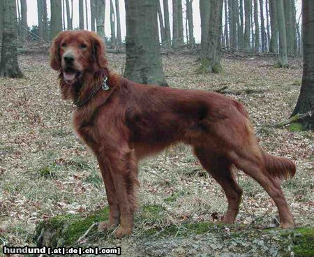 Irish Red Setter Hunde Foto 6986 Irish Red Setter San Diego von Rothenburg
