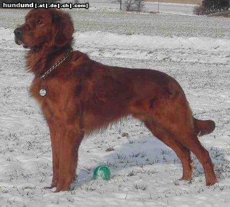 Irish Red Setter Hunde Foto 7076 Irish Red Setter San Diego (Portrait)