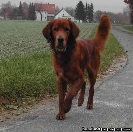 Irish Red Setter Hunde Foto 6985 Irish Red Setter