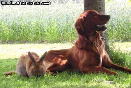 Irish Red Setter Hunde Foto 6987 Irish Red Setter San Diego von Rothenburg und sein Kaninchen