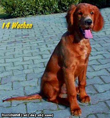 Irish Red Setter Hunde Foto 7073 Irish Red Setter San Diego mit 14 Wochen