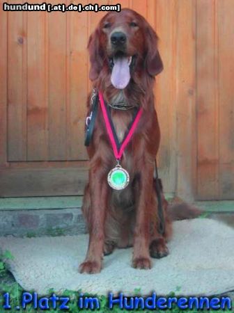 Irish Red Setter Hunde Foto 6983 Irish Red Setter Mein Setter war der Schnellste...