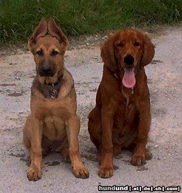 Irish Red Setter Hunde Foto 7072 Irish Red Setter Cora und San Diego