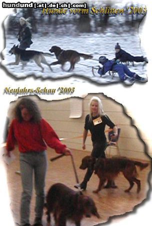Irish Red Setter Hunde Foto 7071 Irish Red Setter lutiges Bild vorm Schlitten