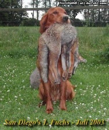 Irish Red Setter Hunde Foto 6981 Irish Red Setter San Diego\'s erster Fuchs
