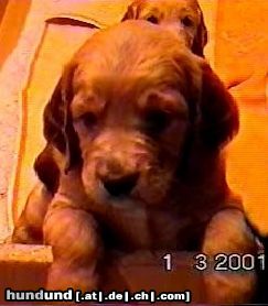 Irish Red Setter Hunde Foto 7075 Irish Red Setter San Diego mit 5 Wochen